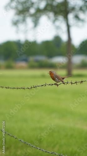 A chirping robin sitting on barbed wire at the edge of a meadow © Veltman34