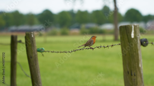 A robin sitting on barbed wire at the edge of a meadow