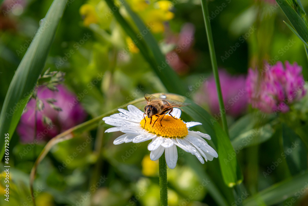 macro of a bee on daisy blossom in mountain meadow after the rain macro of a bee on daisy blossom in mountain meadow after the rain