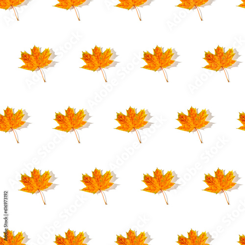 Seamless pattern of colorful autumn maple leaves with hard light isolated on white background