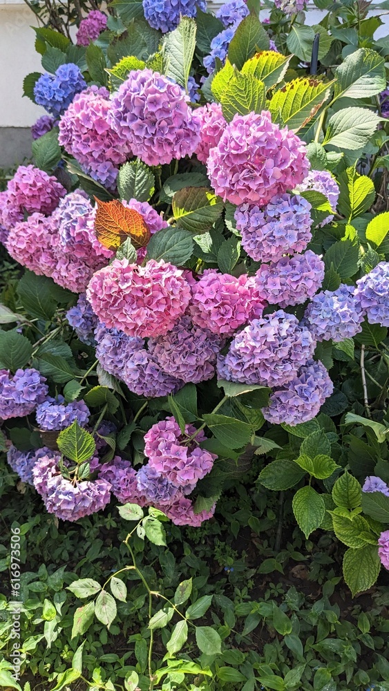 Pink, lilac, purple and blue Hydrangea hortensia in bloom. Summer flowers in Garden concept. Pink, lilac, purple and blue Hydrangea hortensia in bloom. Summer flowers in Garden concept.