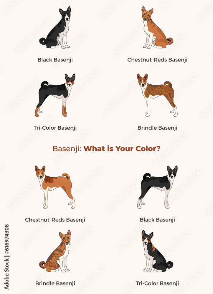 Basenji colors. Popular coat colours. Cute Red congo dogs characters in various poses, design for print, adorable and cute cartoon vector set. Dog Drawing collection set. Tri-color fur dog logo.