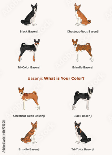 Basenji colors. Popular coat colours. Cute Red congo dogs characters in various poses  design for print  adorable and cute cartoon vector set. Dog Drawing collection set. Tri-color fur dog logo.