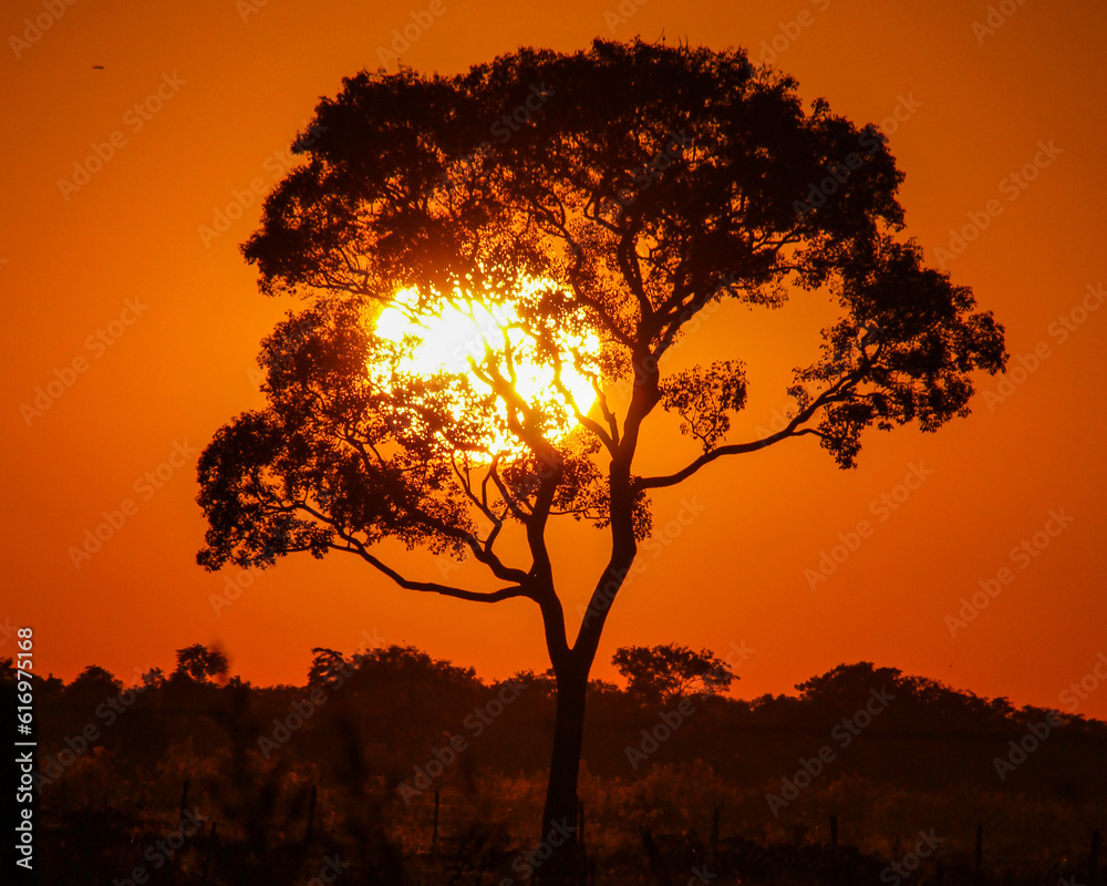 Amanhecer no pantanal de Poconé, Mato Grosso 