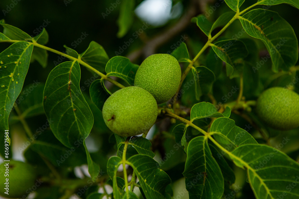 Green walnuts growing on a tree in the garden in summer. Green walnuts growing on a tree in the garden in summer.