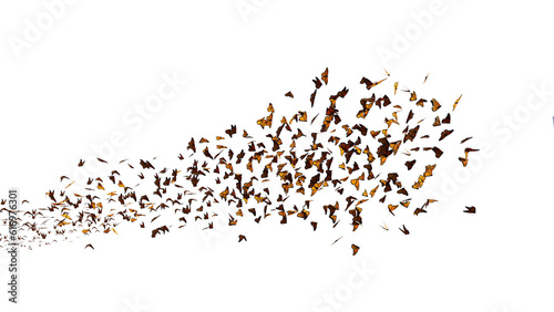 Tableau sur toile monarch butterflies swarm, migrating insects isolated on transparent background
