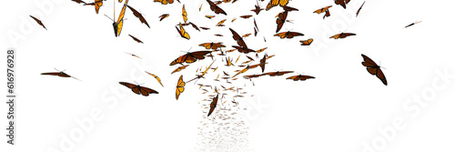 monarch butterflies swarm, Danaus plexippus group isolated on transparent background banner   © dottedyeti