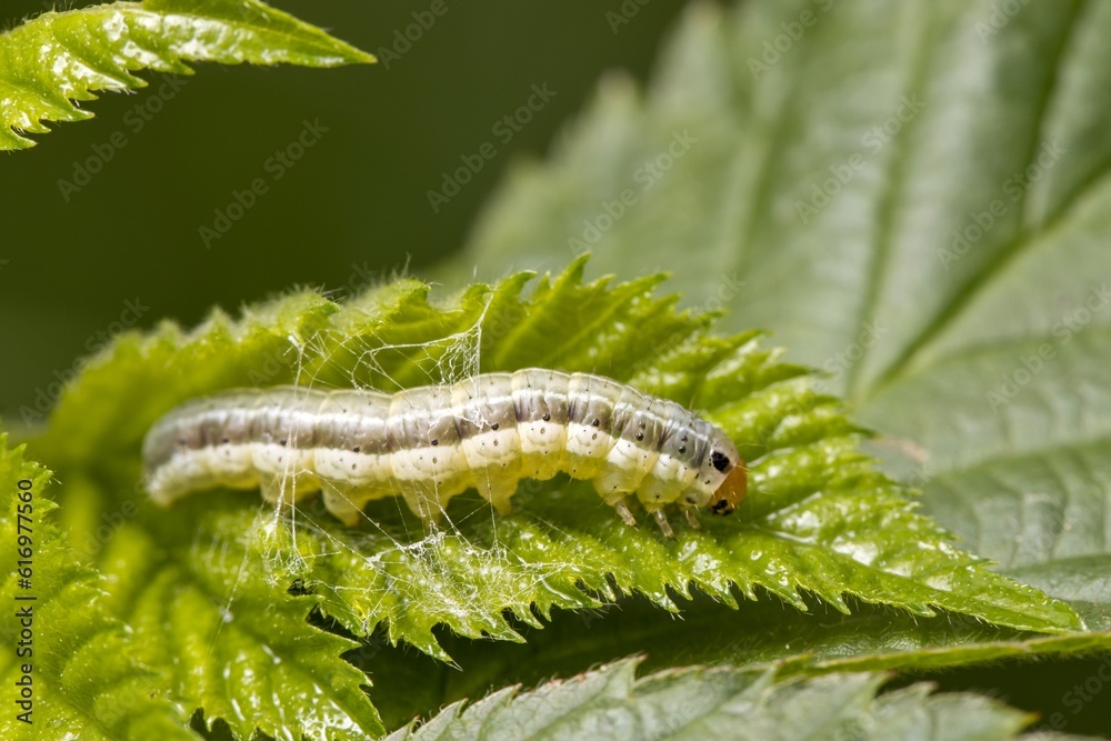 A light green caterpillar with a gray stripe on a green leaf. Close up.