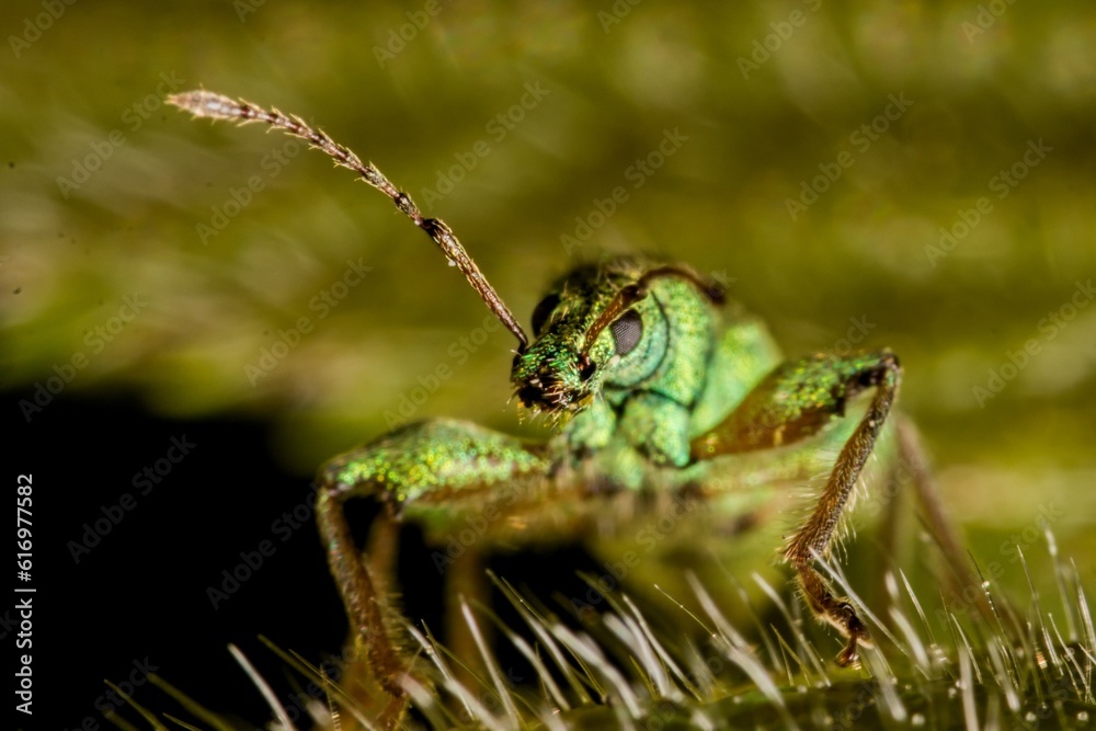 Fototapeta premium Phyllobius argentatus - the silver-green leaf weevil on a green leaf. Macro.