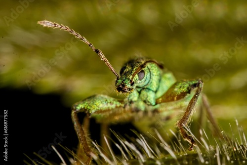 Phyllobius argentatus - the silver-green leaf weevil on a green leaf. Macro. photo