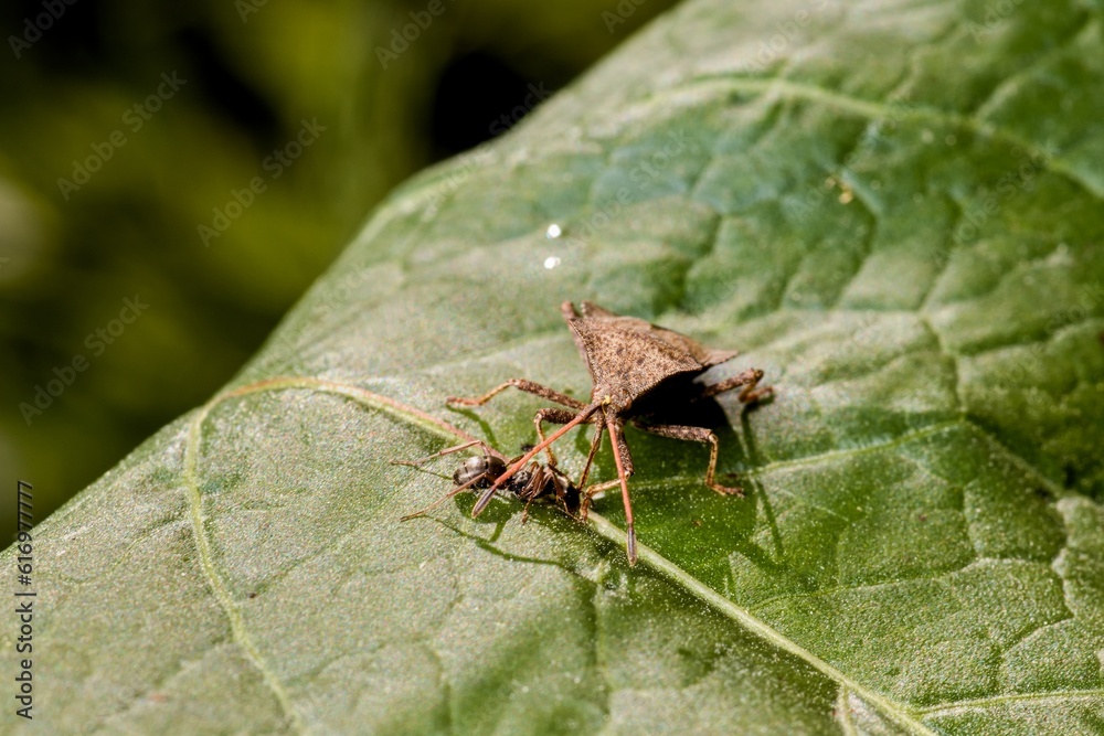 Meeting of a beetle (Carpocoris purpureipennis - shield bug) with an ant on a green leaf. Close up. Meeting of a beetle (Carpocoris purpureipennis - shield bug) with an ant on a green leaf. Close up.