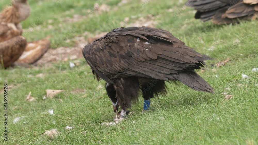 gathering of vultures in search of food in the Pyrenees Mountains in Spain gathering of vultures in search of food in the Pyrenees Mountains in Spain
