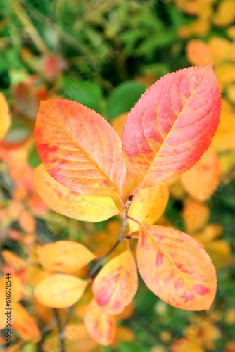 Beautiful autumn pattern from colorful leaves of Chokeberry tree. Bright leaves of the Aronia melanocarpa shrub turn yellow and red.