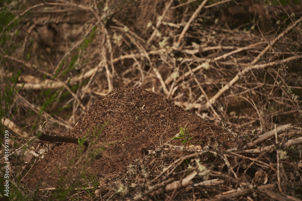 Ants nest in the forest. A big anthill in the forest. A home for ants in a natural environment. Ants nest in the forest. A big anthill in the forest. A home for ants in a natural environment.