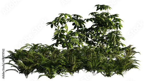 forest floor plants, coppice isolated on transparent background  