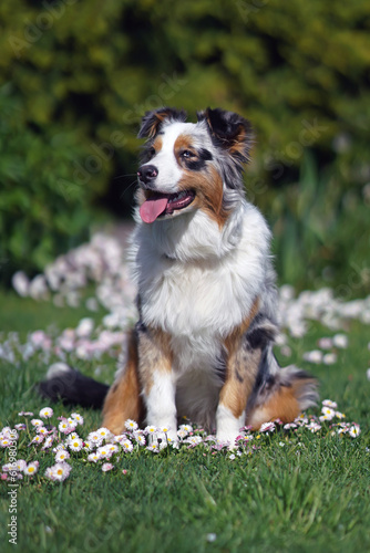 Obedient blue merle Australian Shepherd dog with a sectoral heterochromia in its eyes posing outdoors sitting on a green grass with daisy flowers in spring photo