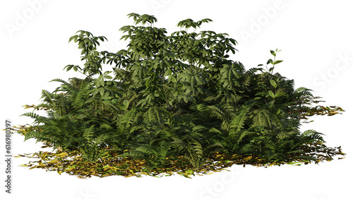 Fotografi forest floor plants, saplings, leaves and fern isolated on transparent backgroun