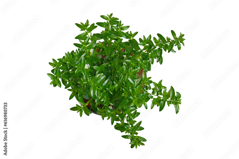 Top view of potted 'Cuphea Hyssopifolia' plant with small white flowers on white background Top view of potted 'Cuphea Hyssopifolia' plant with small white flowers on white background
