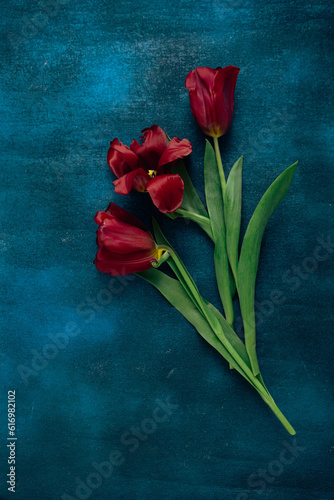 Overhead view of red tulips on blue painted surface