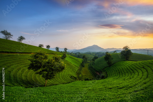 Beautiful Long Coc tea hills in Phu Tho amid sunset ,Long Coc in Phu Tho Province Vietnam. photo