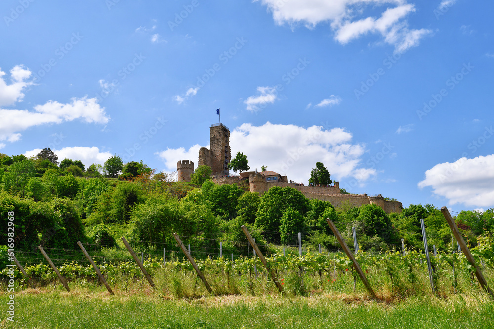  Spur castle ruin called Wachtenburg with vineyard in Wachenheim city in  Rhineland-Palatinate