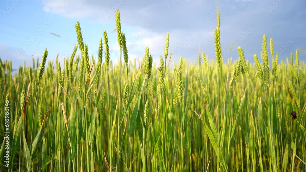 Green wheat field, blue sky and clouds in the background