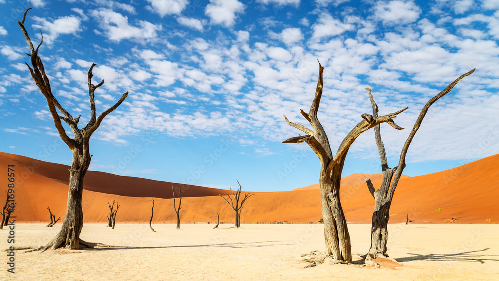 trees of Namibia,namib-naukluft national park, Namibia, africa