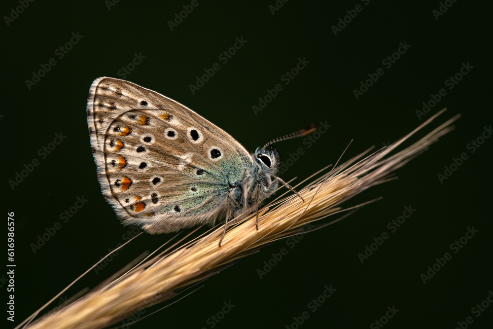 Obraz premium Macro shots, Beautiful nature scene. Closeup beautiful butterfly sitting on the flower in a summer garden.