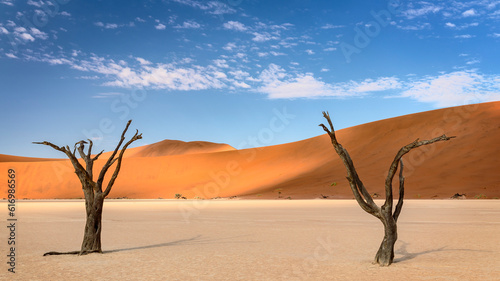 trees of Namibia,namib-naukluft national park, Namibia, africa photo