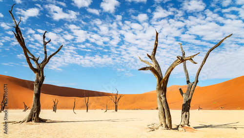 trees of Namibia,namib-naukluft national park, Namibia, africa photo