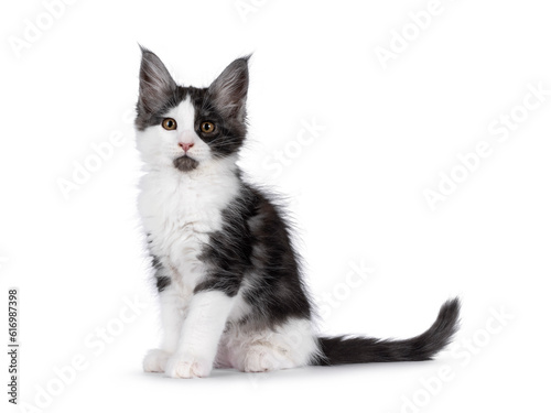 Adorable black smoke with white Maine Coon cat kitten, sitting up side ways. Looking towards camera, showing cute black chin. Isolated on a white background. © Nynke