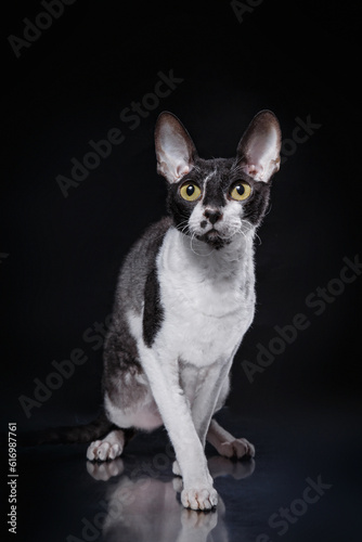 black and white Cornish Rex on a black background. Cat in the studio Beautiful pet portrait © annaav