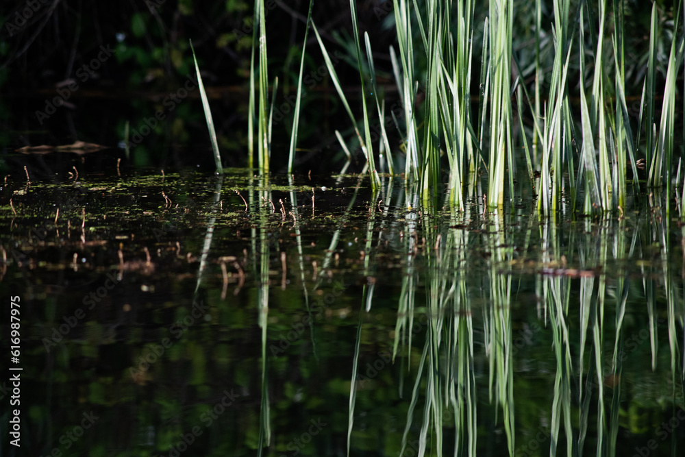 beautiful bright green summer foliage reflecting in water in the delta beautiful bright green summer foliage reflecting in water in the delta