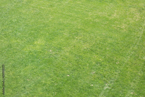 Green field. Top view of lawn. Green grass.