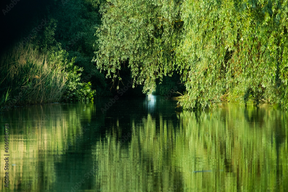 beautiful bright green summer foliage reflecting in water in the delta beautiful bright green summer foliage reflecting in water in the delta