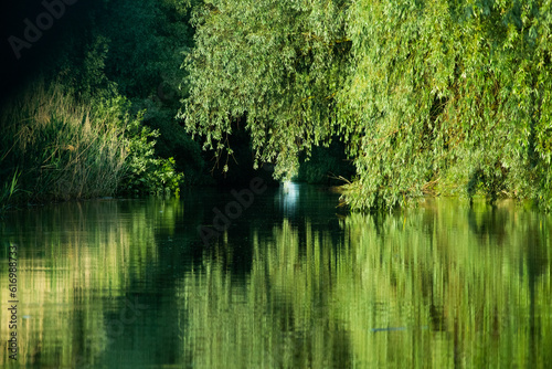 beautiful bright green summer foliage reflecting in water in the delta