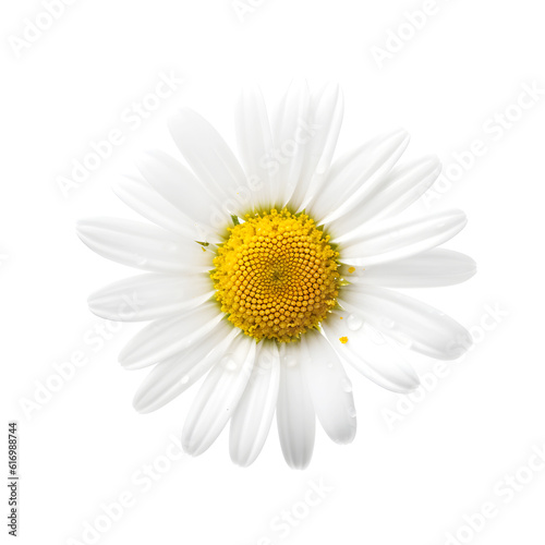 daisy isolated on white background created with Generative AI © kimly