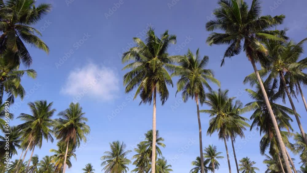 coconut palm trees and beautiful sky over sea Amazing light nature colorful landscape Beautiful light nature sky and clouds, copy space. coconut palm trees and beautiful sky over sea Amazing light nature colorful landscape Beautiful light nature sky and clouds, copy space.
