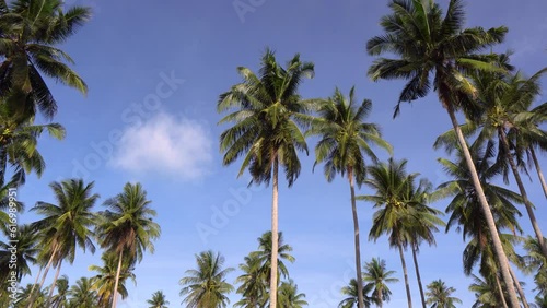 Wallpaper Mural coconut palm trees and beautiful sky over sea Amazing light nature colorful landscape Beautiful light nature sky and clouds, copy space. Torontodigital.ca