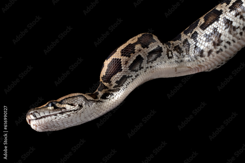 Molurus bivittatus snake closeup head on isolated background, Indonesian snake Molurus bivittatus snake closeup head on isolated background, Indonesian snake