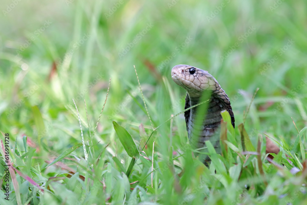 Fototapeta premium Naja sputatrix defensive positionon on grass, Javanese cobra snake closeup in a defensive position