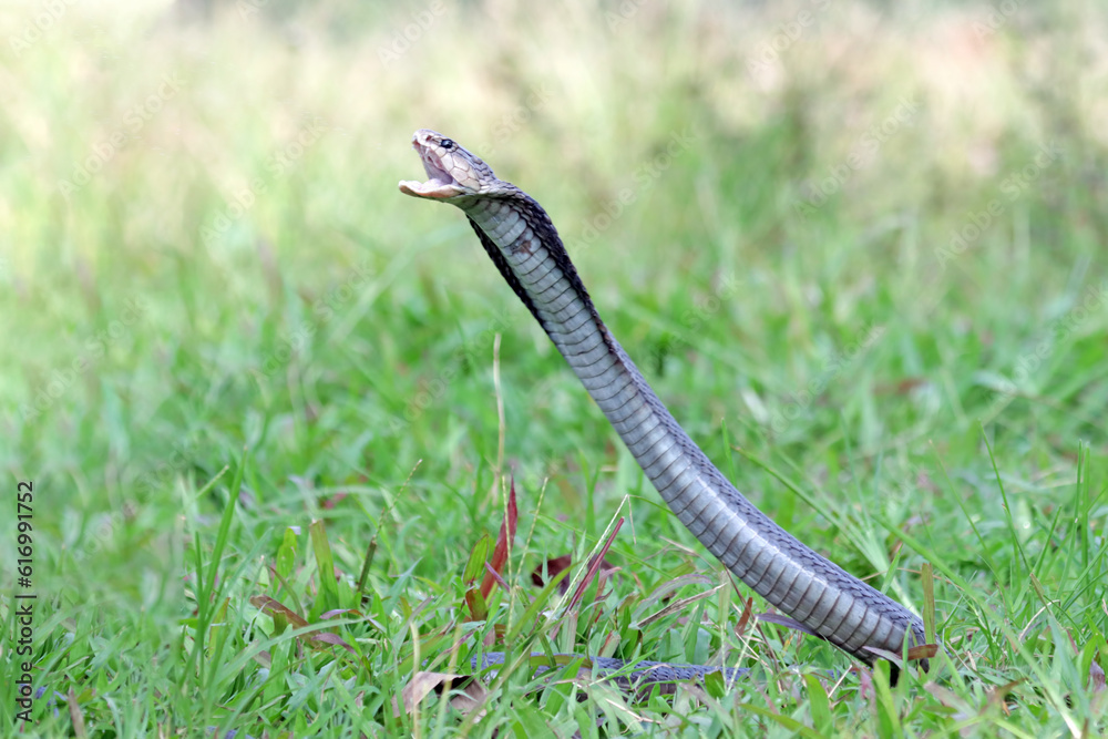 Fototapeta premium Naja sputatrix defensive positionon on grass, Javanese cobra snake closeup in a defensive position