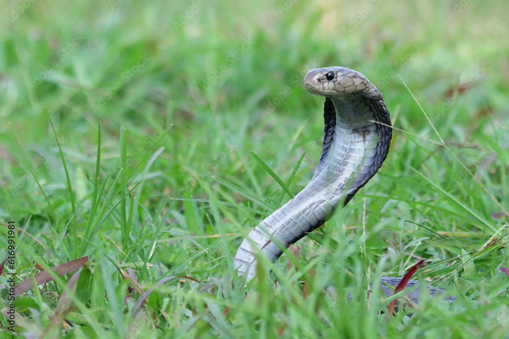 Naja sputatrix defensive positionon on grass, Javanese cobra snake closeup in a defensive position