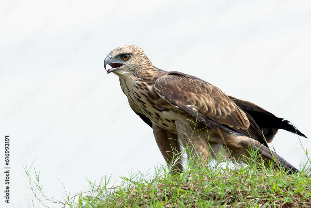Changeable haw-eagle (Nisaetus cirrhatus) catch small monitor prey, Changeable haw-eagle catch prey Changeable haw-eagle (Nisaetus cirrhatus) catch small monitor prey, Changeable haw-eagle catch prey