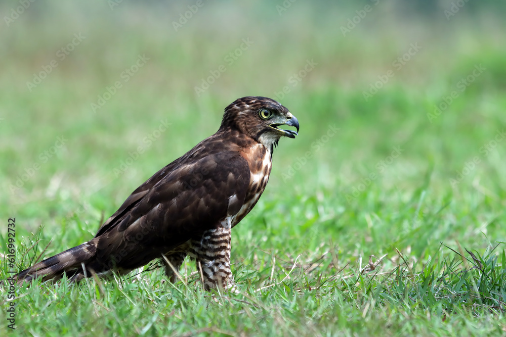 Crested Goshawk bird on grass, Crested Goshawk bird closeup on gtass with natural background Crested Goshawk bird on grass, Crested Goshawk bird closeup on gtass with natural background