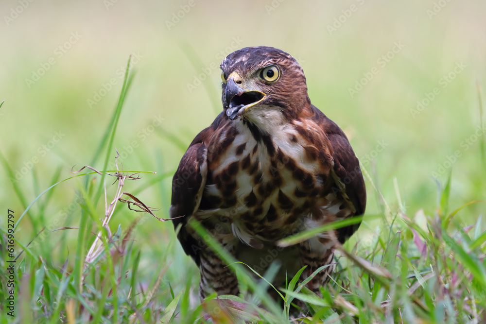 Crested Goshawk bird on grass, Crested Goshawk bird closeup on gtass with natural background Crested Goshawk bird on grass, Crested Goshawk bird closeup on gtass with natural background