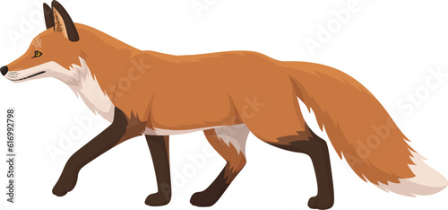 Red fox walking side view. Isolated on white background vector illustration