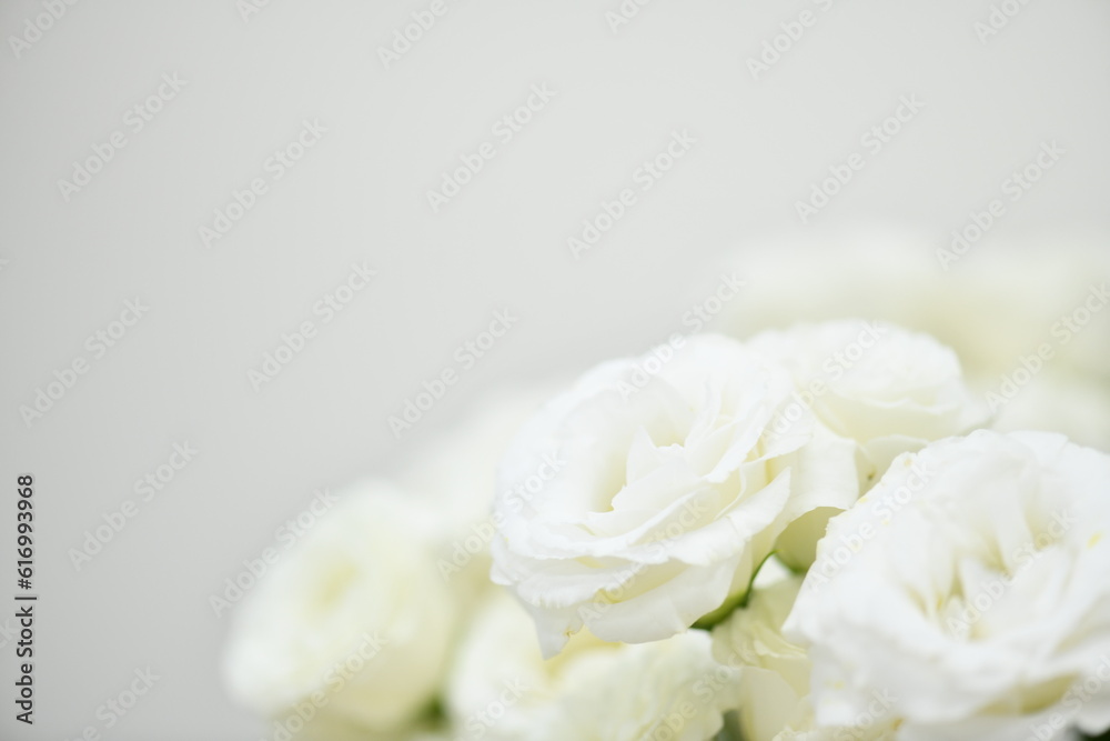 bouquet of roses on white background