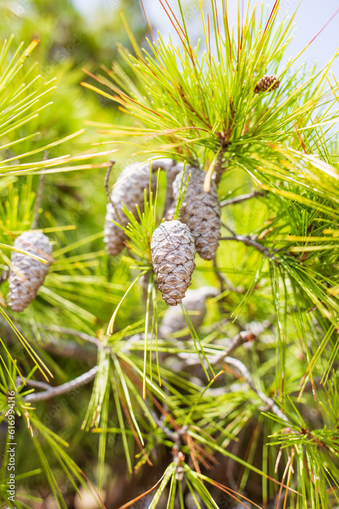 Green coniferous cedar ripe pine cones on tree branch forest sunlight. Concept harvesting and receiving oil. Green coniferous cedar ripe pine cones on tree branch forest sunlight. Concept harvesting and receiving oil.