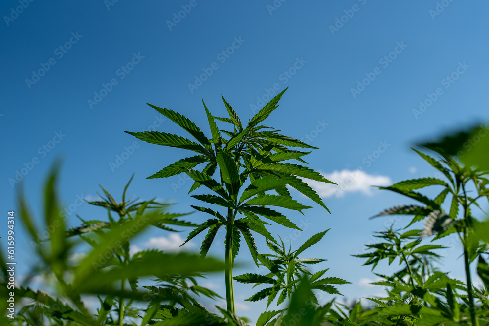 beautiful hemp leaf on a marijuana field under the blue sky with sun and clouds for legalization of medical cannabis products cbd thc illegal drug legal leafes lush dope farm beautiful hemp leaf on a marijuana field under the blue sky with sun and clouds for legalization of medical cannabis products cbd thc illegal drug legal leafes lush dope farm